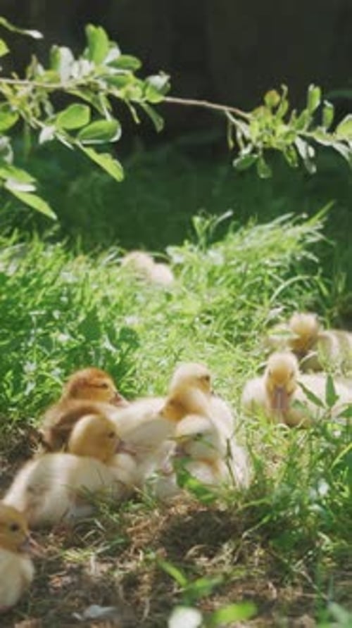 Agriculture Élevage de canards Une charmante famille de canards de Barbarie passe un moment agréable à se prélasser