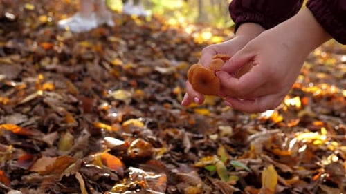 Closeup of a Young Woman Picking Orange Mushrooms in an Autumn Forest
