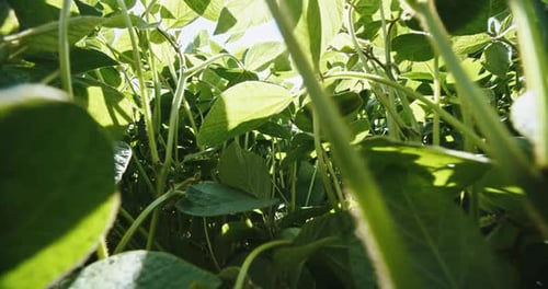 SunKissed Soybean Plants in Lush Field Agricultural Growth and Health