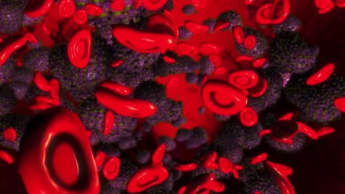 Animated Red Blood Cells and Virus Particles Flowing in Bloodstream