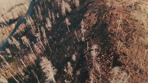 4k aerial burnt forest overhead + dolly with road and car passing