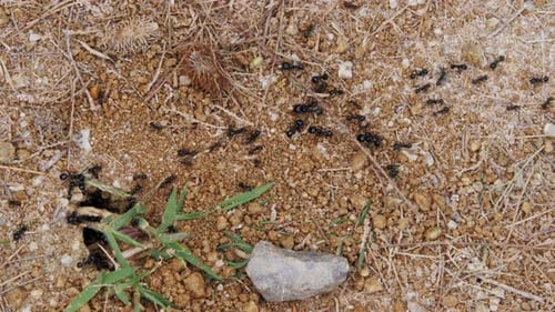 Große Ameisen folgen einem Ameisenpfad, eine von ihnen trägt ein Stück Nahrung Sandwüste