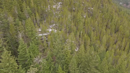 Vista aérea de uma exuberante floresta perene na Colúmbia Britânica, Canadá
