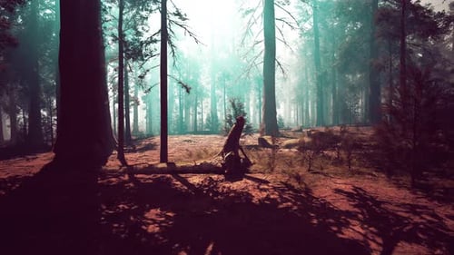 Majestic Sequoia Forest Towering Trees in a Lush Woodland