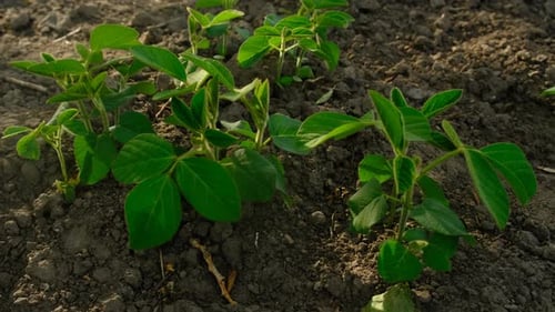 Young Soybean Sprouts on the Field Selective Focus