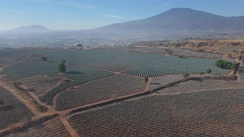 Tequila Agave Field 4K