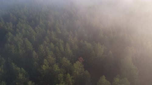 Very Foggy Forest In The Morning