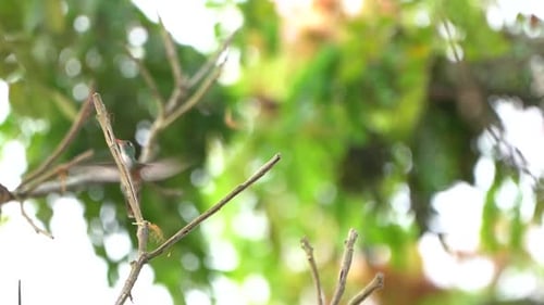 Humming bird lands on a twig
