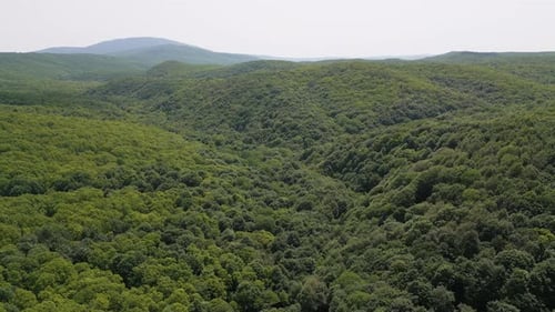 Dense Green Forest in Strandzha Nature Park Bulgaria Aerial View of Untouched Woodland with Rich