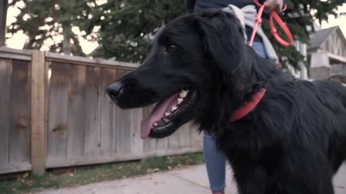 Of Dog Standing on Pavement with Dog Walker