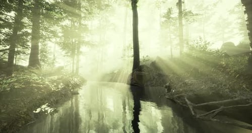 Sunlight Filters Through Trees By a Tranquil Stream Revealing Serenity
