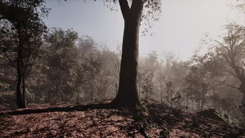 Misty Morning in the Woods