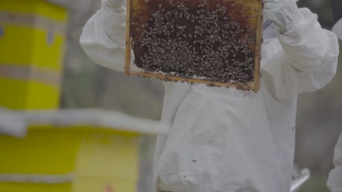 Bienenwabe mit Bienen. Imker mit Wabe
.