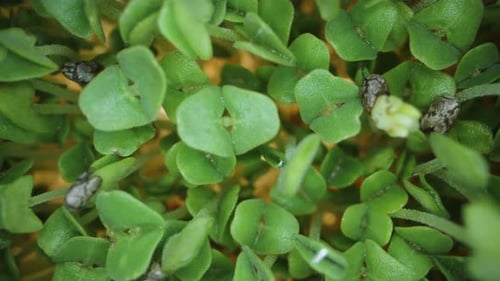 Microgreens, Sprouted Chia Seeds for Healthy Vegetarian Nutrition. Dolly slider extreme close-up.