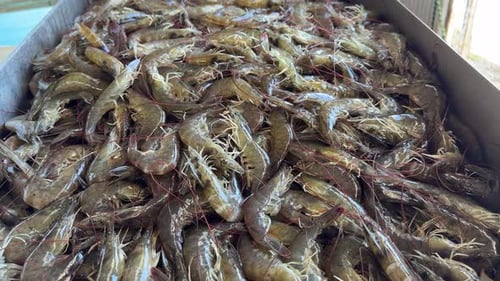 Freshly harvested marine shrimp out of aquaculture pond. Still alive.