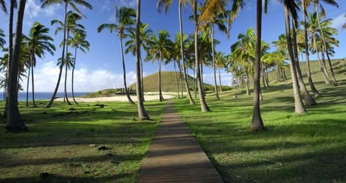 Ein friedlicher Weg durch einen tropischen Palmenhain, der zum Meer führt