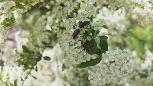 Copper Chafer and other bugs feed on small white flowers of blooming Scarlet Firethorn.