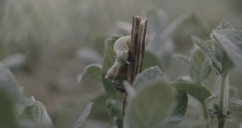 Snails trying to make love