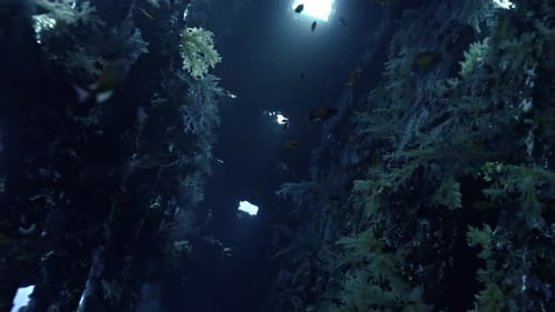 Sunbeams and Anthias Inside the SS Carnatic Wreck – Abu Nuhas Reef, Red Sea