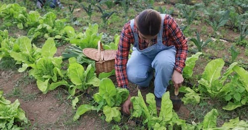 Latin Woman Working at Home Garden Picking Up Organic Lettuce - Healthy