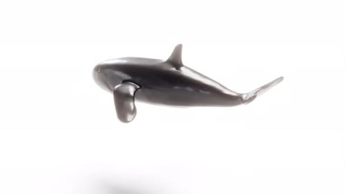 Isolierter 3D-Buckelwal, der auf weißem Rücken schwimmt und endlose Schlaufen kann