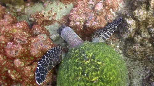 Hawksbill turtle eating 5