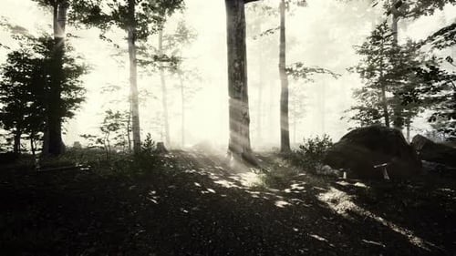 Sun Rising in a Forest with Fog