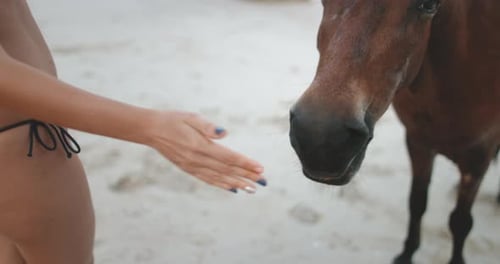 Person Petting Horse Close Up