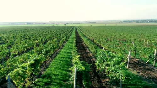 Aerial View of Grape Field