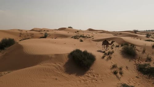 Camel Walking Across Desert Dunes on Sunny Day