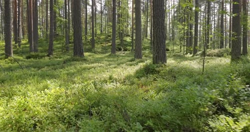 Luftaufnahme des Waldes. Die Kamera bewegt sich von der ersten Person durch das Dickicht eines Pinienwaldes