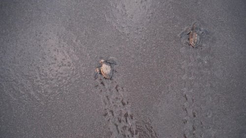 Zwei Babyschildkröten wurden von der Meereswelle aufgenommen, während sie mit dem Kopf nach unten am Sandstrand krabbeln