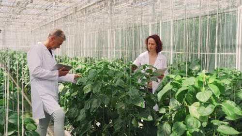 Científicos, empleados, trabajadores de invernaderos comprueban la salud de las plantas de pimiento, los expertos tocan las hojas y