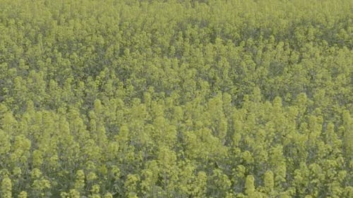 Blooming Rapeseed Field on a Sunny Day Flying Above Stunning Yellow Rape Fields in Spring Vegetable