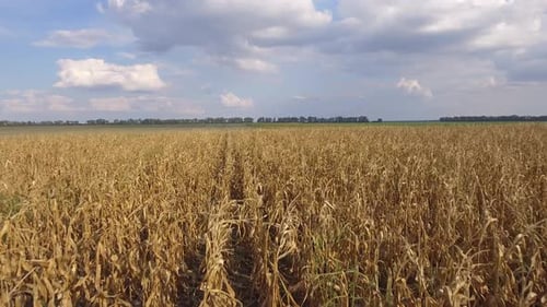 Corn Field