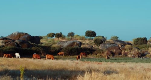 Kühe weiden im Naturpark Los Barruecos in Extremadura, Spanien