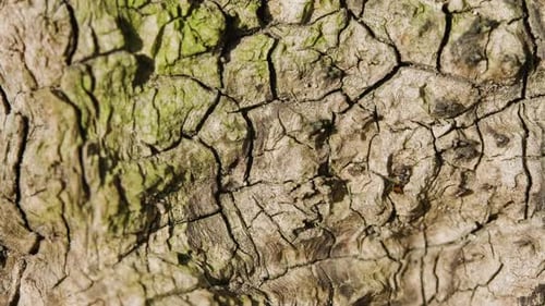 Bark Of An Old Olive Tree With Walking Insect, Details And Cracks On The Surface - close up, static