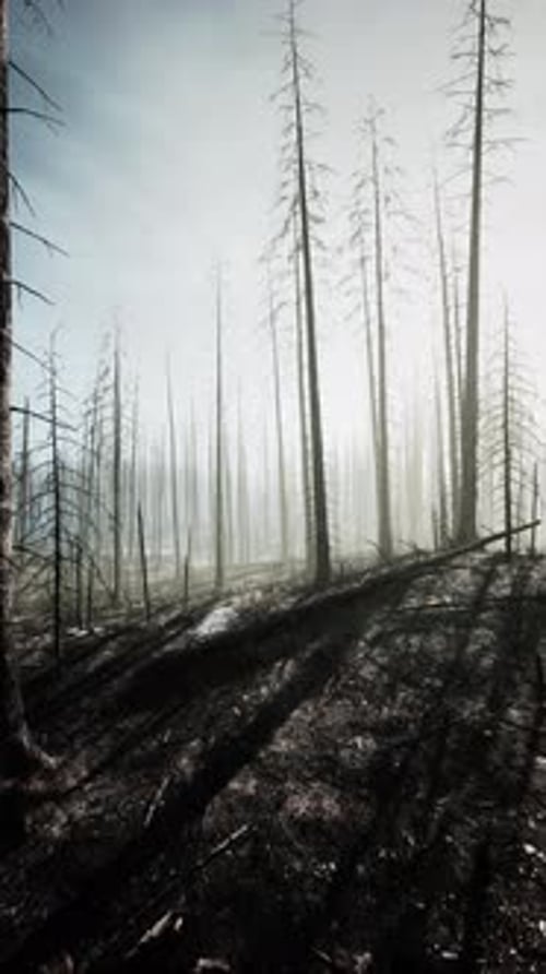 Dense Forest With Towering Trees