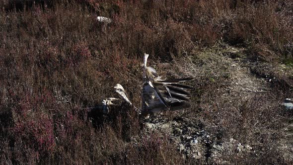 Bones and feathers of a dead bird in the natural park lagoon ...