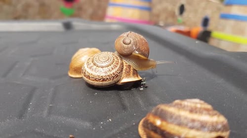 Snails Resting on a Black Surface