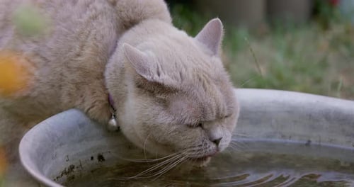 Grey Scottish Straight Cat Drinking Water Outdoor in Garden