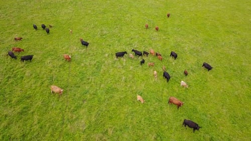 Lush green pasture with large herd of cows, Aerial footage