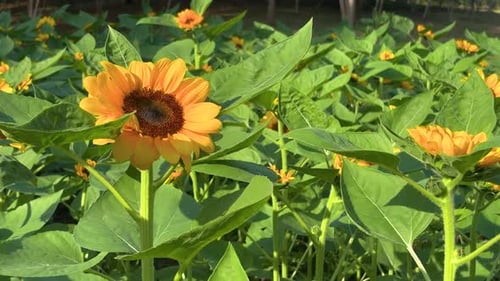 Close up one big Sunflower