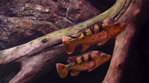 Aquarium has a lot of beautiful tropical fish
