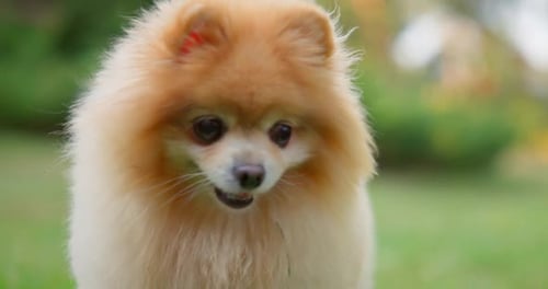 Happy Little Cute Fluffy Pedigree Pomeranian Dog Walking Outdoor at Park on a Grass Lawn