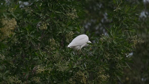 Cattle egret wandering on the trees for insects in the marsh land ...