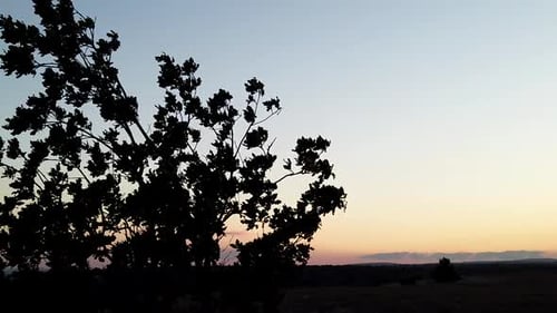 Beautiful Sunset and Tree Blowing in the Wind