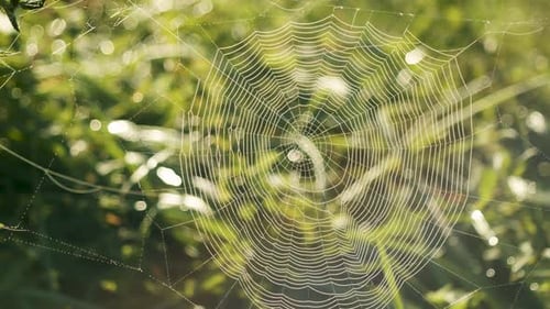Spider web full with morning dew water drops in bright sunrise back light slow panning