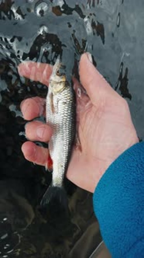 Catch and release fishing. Fisherman releases the fish into the rapid clean river.