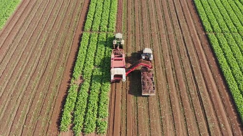 Beetroot Harvesting process, Early morning aerial follow footage